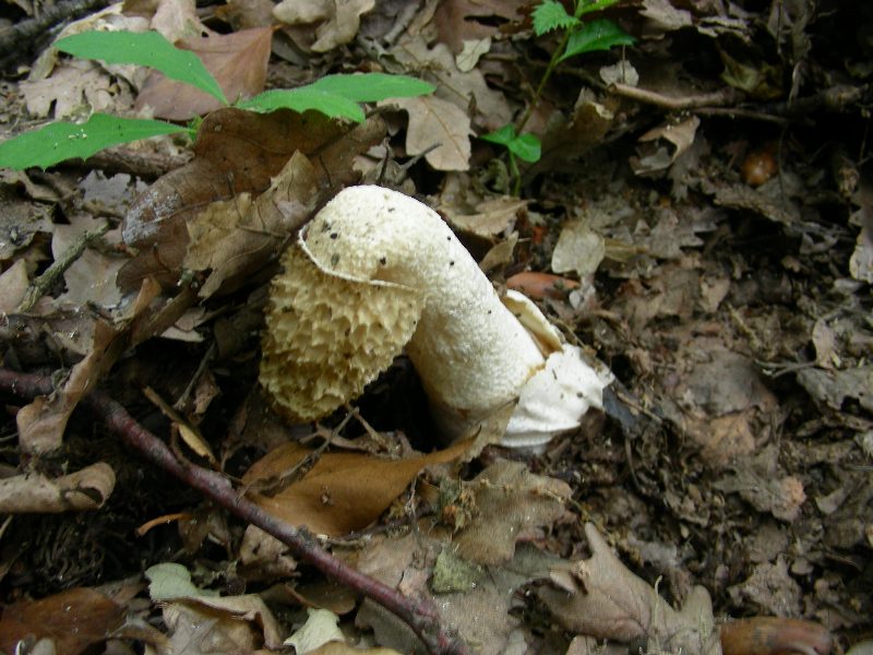 3) Fotografati il 12.06.2012. sotto Quercia (bosco asciutto)